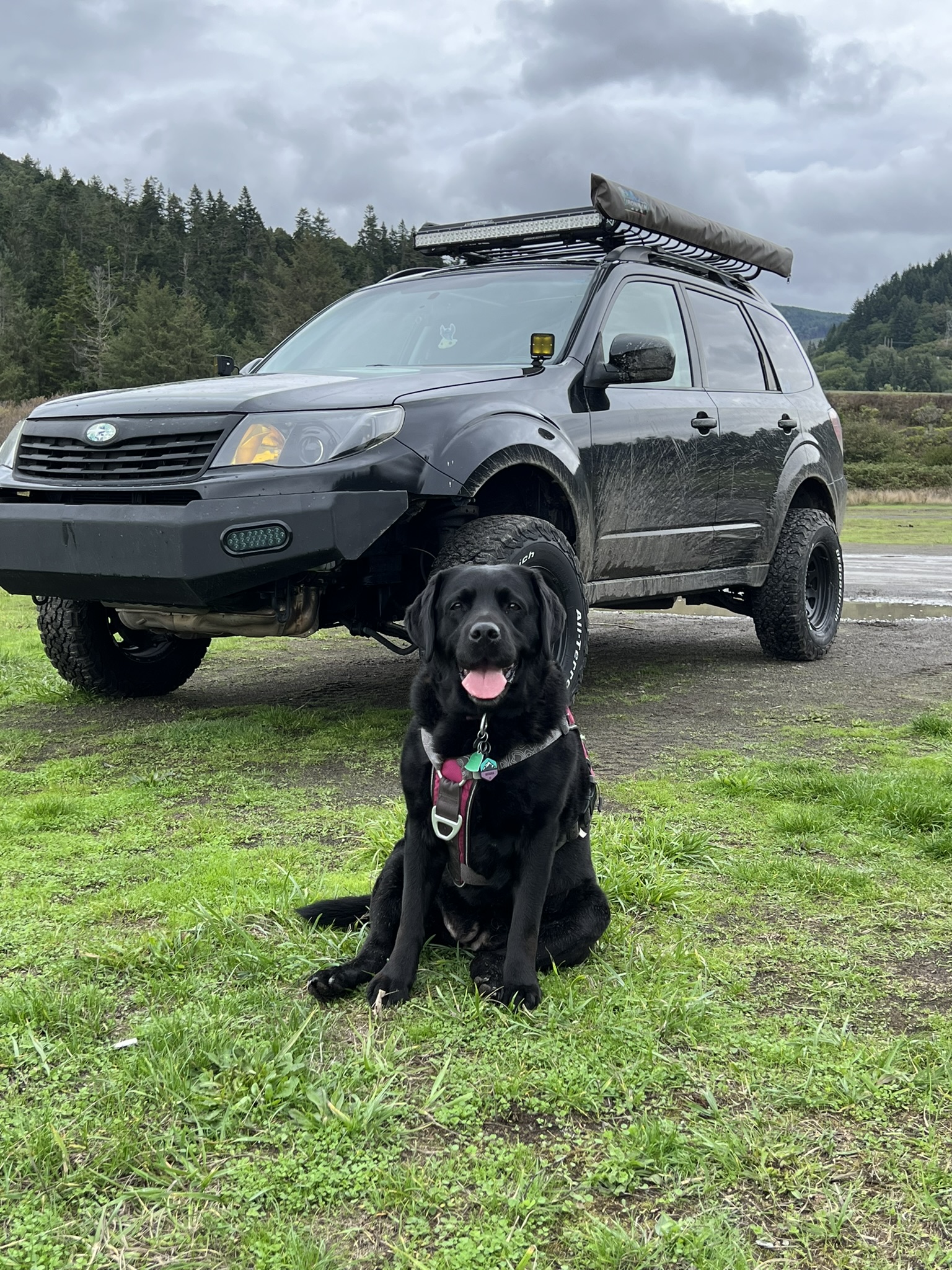 subaru forester offroad modified with dog
