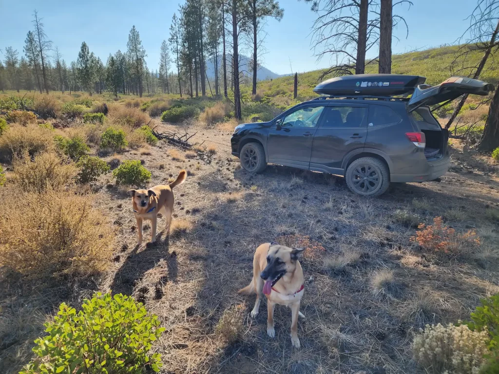 lifted subaru forester offroad modified with dogs